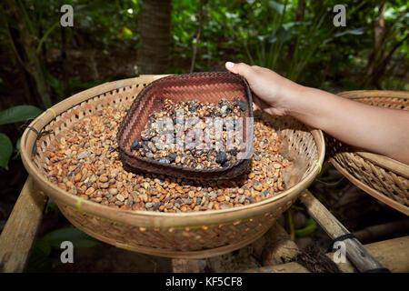 Kopi luwak, ou café civet - comprend des cerises de café partiellement digérées mangées et déférées par le civet asiatique de palmiers. Ubud, Bali, Indonésie. Banque D'Images