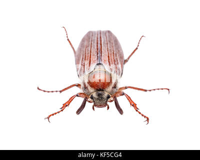 Cockchafer melolontha peut beetle bug insecte isolated on white Banque D'Images