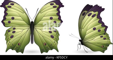 Ensemble de papillons colorés de face et vue de coté. Illustration de Vecteur