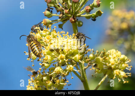 Variété d'insectes, y compris une politique de guêpe (Vespula Vulgaris), le nectar des fleurs de lierre en Octobre Banque D'Images