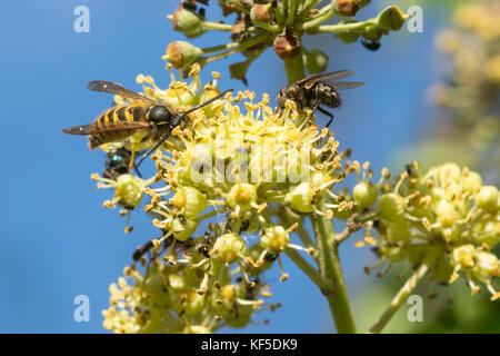 Variété d'insectes, y compris une politique de guêpe (Vespula Vulgaris), le nectar des fleurs de lierre en Octobre Banque D'Images