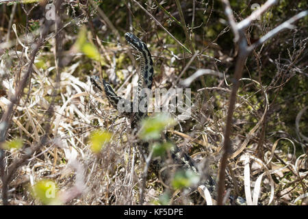 Deux vipères mâles (Vipera berus) combats (danse) pour l'accouplement de l'homme au cours de la saison de reproduction Banque D'Images