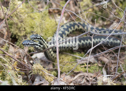 Deux vipères mâles (Vipera berus) combats (danse) pour l'accouplement de l'homme au cours de la saison de reproduction Banque D'Images