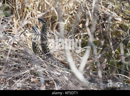 Deux vipères mâles (Vipera berus) combats (danse) pour l'accouplement de l'homme au cours de la saison de reproduction Banque D'Images