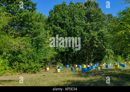 Vue vers le rucher avec ruche dans le champ à la forêt, la ville, la Bulgarie zavet Banque D'Images