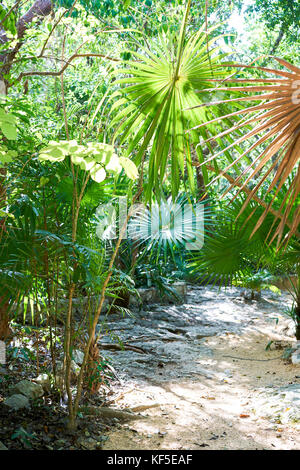 Riviera Maya au Mexique jungle rainforest Banque D'Images
