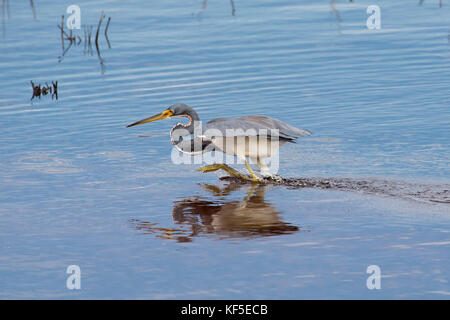 Adultes une aigrette tricolore (Egretta tricolor), anciennement connue en Amérique du Nord comme le héron de la Louisiane à la recherche de nourriture dans un étang de l'eau peu profonde calme Banque D'Images