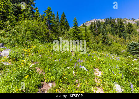 Fleurs sauvages sur hillsdie dans le chinook mather Memorial Parkway à Mount Rainier National Park Washington Banque D'Images