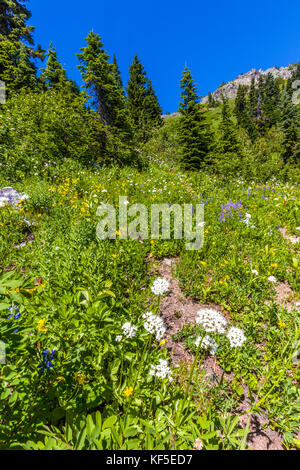 Fleurs sauvages sur hillsdie dans le chinook mather Memorial Parkway à Mount Rainier National Park Washington Banque D'Images