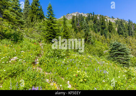 Fleurs sauvages sur hillsdie dans le chinook mather Memorial Parkway à Mount Rainier National Park Washington Banque D'Images