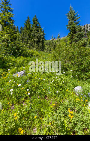 Fleurs sauvages sur hillsdie dans le chinook mather Memorial Parkway à Mount Rainier National Park Washington Banque D'Images