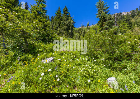 Fleurs sauvages sur hillsdie dans le chinook mather Memorial Parkway à Mount Rainier National Park Washington Banque D'Images