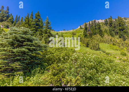 Fleurs sauvages sur hillsdie dans le chinook mather Memorial Parkway à Mount Rainier National Park Washington Banque D'Images