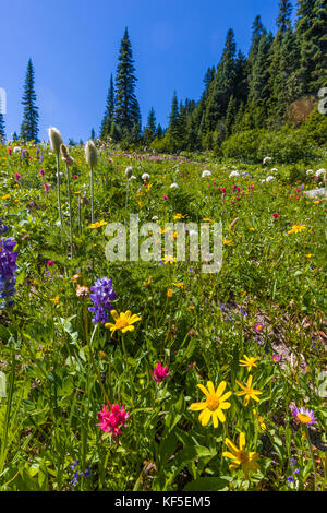 Fleurs sauvages sur hillsdie dans le chinook mather Memorial Parkway à Mount Rainier National Park Washington Banque D'Images