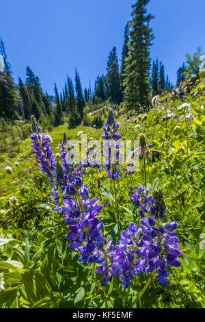 Fleurs sauvages sur hillsdie dans le chinook mather Memorial Parkway à Mount Rainier National Park Washington Banque D'Images