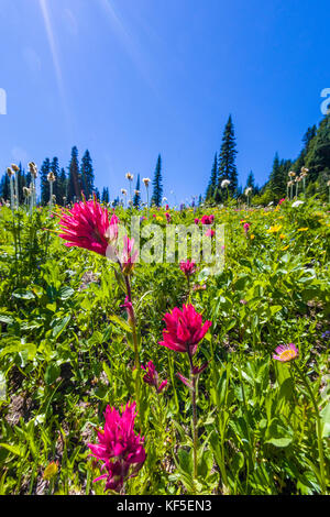 Fleurs sauvages sur hillsdie dans le chinook mather Memorial Parkway à Mount Rainier National Park Washington Banque D'Images