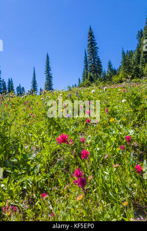 Fleurs sauvages sur hillsdie dans le chinook mather Memorial Parkway à Mount Rainier National Park Washington Banque D'Images