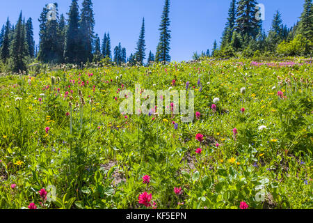 Fleurs sauvages sur hillsdie dans le chinook mather Memorial Parkway à Mount Rainier National Park Washington Banque D'Images