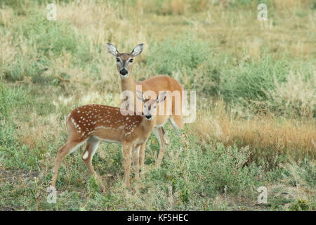 Une mère de cerfs de Virginie et faon au printemps dans les Badlands. Banque D'Images