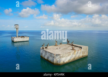 Chiquila port mer mouettes et pélicans à quintana roo Mexique Banque D'Images