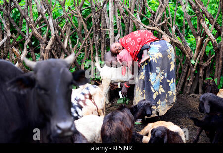 Une femme portant un bébé traire une vache dans son petit village du nord de la Tanzanie. Banque D'Images