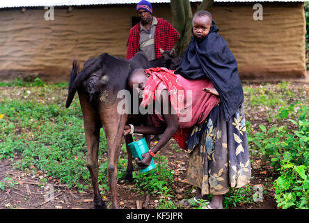 Une femme portant un bébé traire une vache dans son petit village du nord de la Tanzanie. Banque D'Images