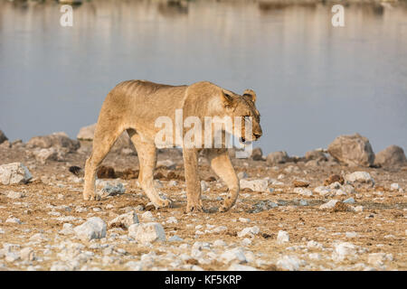 Une lionne marchant à côté d'un point d'eau dans la savane namibienne Banque D'Images