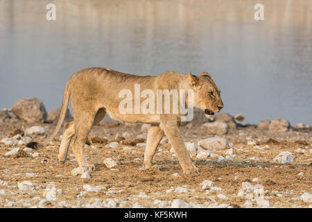 Une lionne marchant à côté d'un point d'eau dans la savane namibienne Banque D'Images
