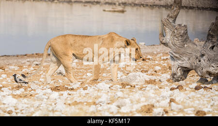 Une lionne marchant à côté d'un point d'eau dans la savane namibienne Banque D'Images