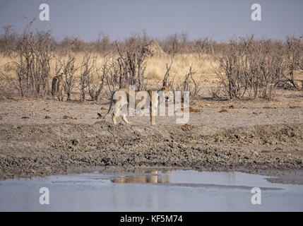 Une lionne marchant à côté d'un point d'eau dans la savane namibienne Banque D'Images