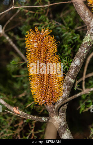 Épingle à cheveux Banksia, parc national des Blue Mountains, Australie Banque D'Images