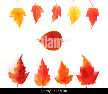 Feuilles d'automne jaune et rouge dans le bâti isolé sur fond blanc. vue d'en haut. Banque D'Images