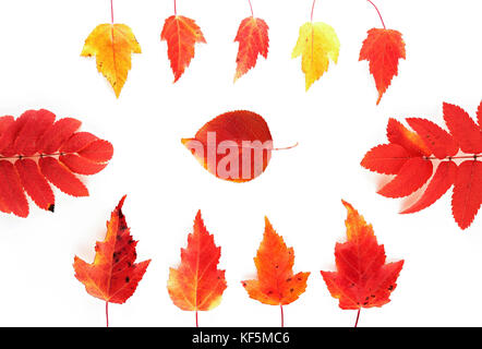 Feuilles d'automne jaune et rouge dans le bâti isolé sur fond blanc. vue d'en haut. Banque D'Images