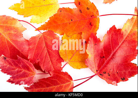 L'automne rouge et jaune feuilles d'érable de close-up de texture. vue d'en haut. Banque D'Images