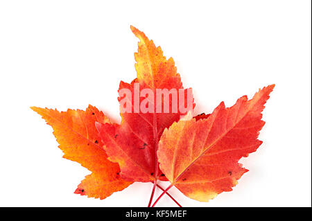 Trois feuilles d'érable de l'automne rouge isolé sur fond blanc. vue d'en haut. close-up. Banque D'Images