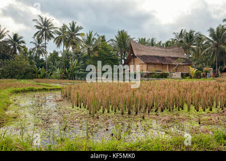 Riz paddy. Kajeng Rice Fields, Ubud. Bali, Indonésie. Banque D'Images