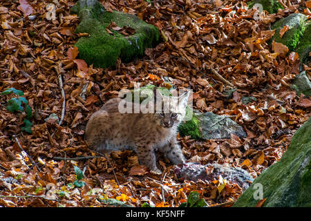 Deux mois vieux lynx boréal (lynx lynx) chaton avec lapin en proie morte forêt d'automne près de den Banque D'Images