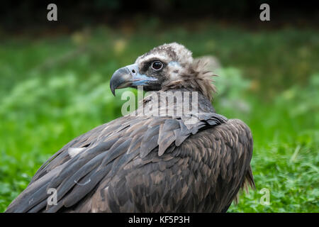 Cinereous vulture vautour moine / / black eurasien (coprinus monachus) portrait Banque D'Images