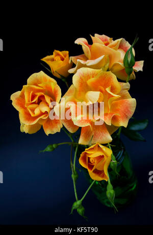 Jaune et orange roses hybrides de thé. Banque D'Images