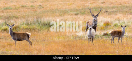 Red Deer stag et hinds à kinbrace, Sutherland, Scotland, united kingdom Banque D'Images