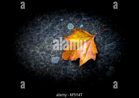 Seule la feuille de platane brun doré tombé sur un chemin bétonné signifie l'automne et le début de la saison d'automne Banque D'Images