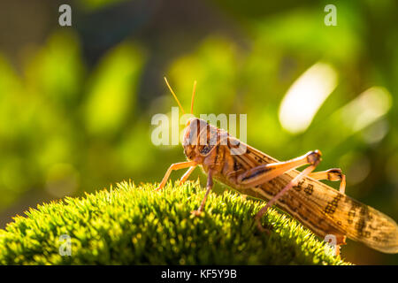 Sur l'herbe sauterelle