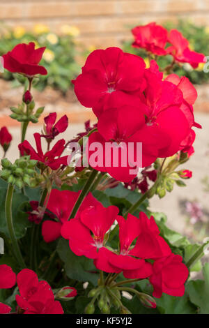 Géraniums rouges en fleurs. Le géranium est un genre de 422 espèces de plantes à fleurs, annuelles, bisannuelles et vivaces. USA. Banque D'Images
