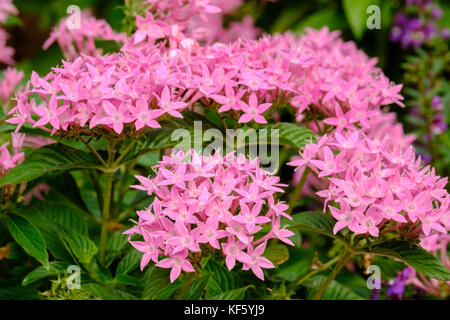 Pentas lanceolata rose de plus en plus gros plan dans un jardin à Oklahoma City, Oklahoma, USA. Banque D'Images