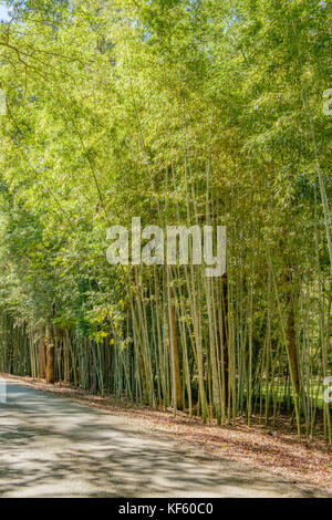 Un stand de bambous, phyllostachys aureosulcata d'or, ou bambou jaune, sur un petit chemin rural en Alabama, USA, utilisé comme un bloc de vue. Banque D'Images