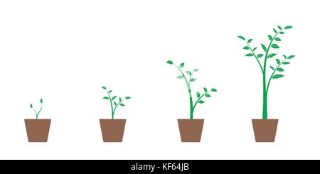 Ensemble réaliste d'illustrations vectorielles de phases de croissance des plantes et d'arbres verts en pot, isolé sur fond blanc Illustration de Vecteur