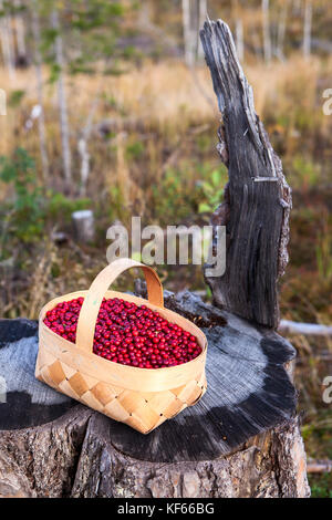 Panier plein de myrtille rouge debout sur une souche dans la forêt Banque D'Images