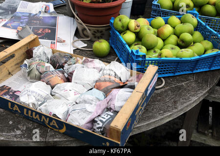 Récolte des pommes pommes reinettes emballés dans du papier journal dans la caisse Surrey England Banque D'Images