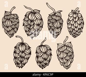 Gravure à la main. houblon ou humulus lupulus houblon commun avec la direction générale des feuilles et cônes. vector illustration Illustration de Vecteur