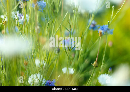 Magnifique cadre de rêve avec prairie de fleurs Banque D'Images